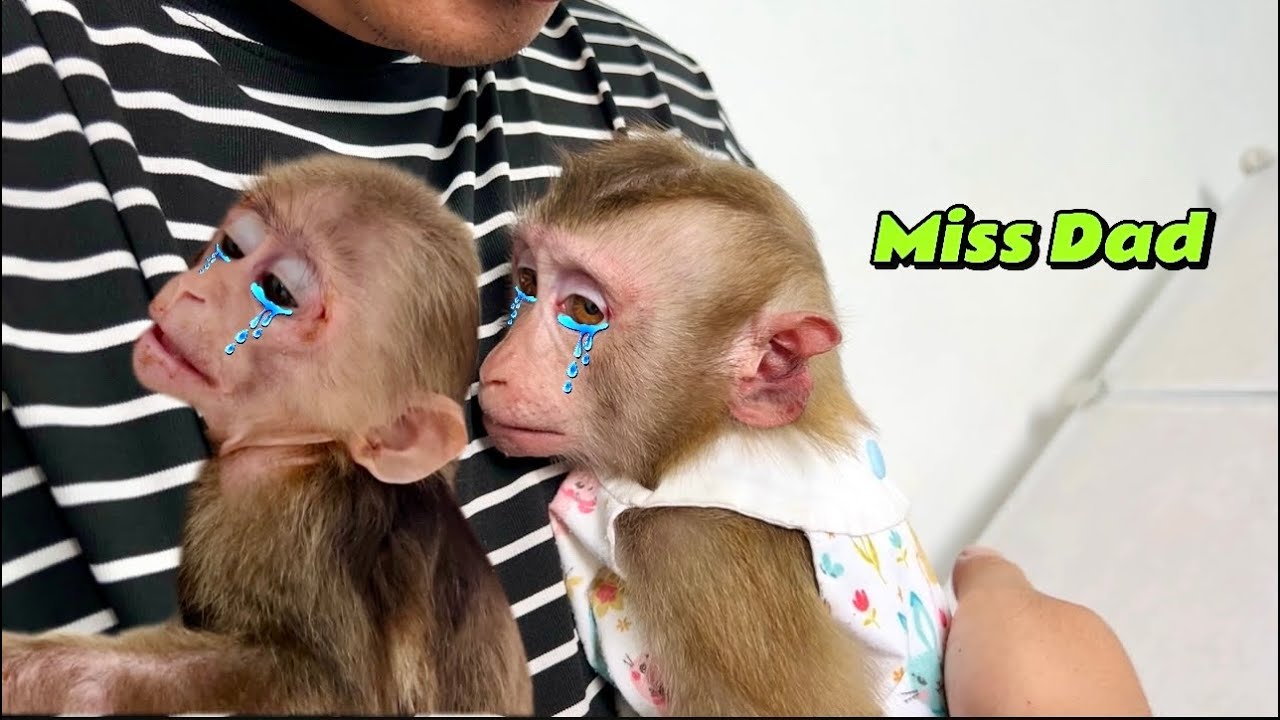 Tina monkey and Xuka monkey cry missing their hospitalized dad