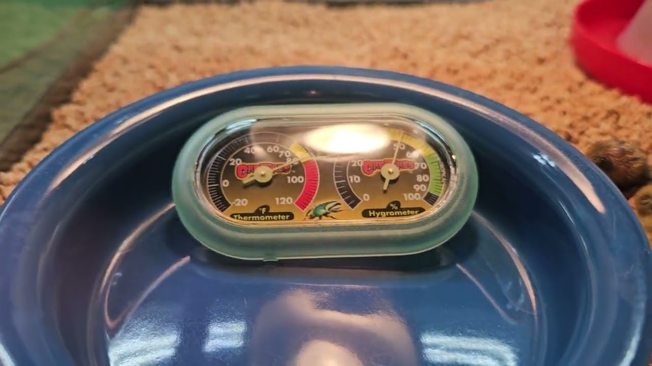 hatching Button Quail in the incubator