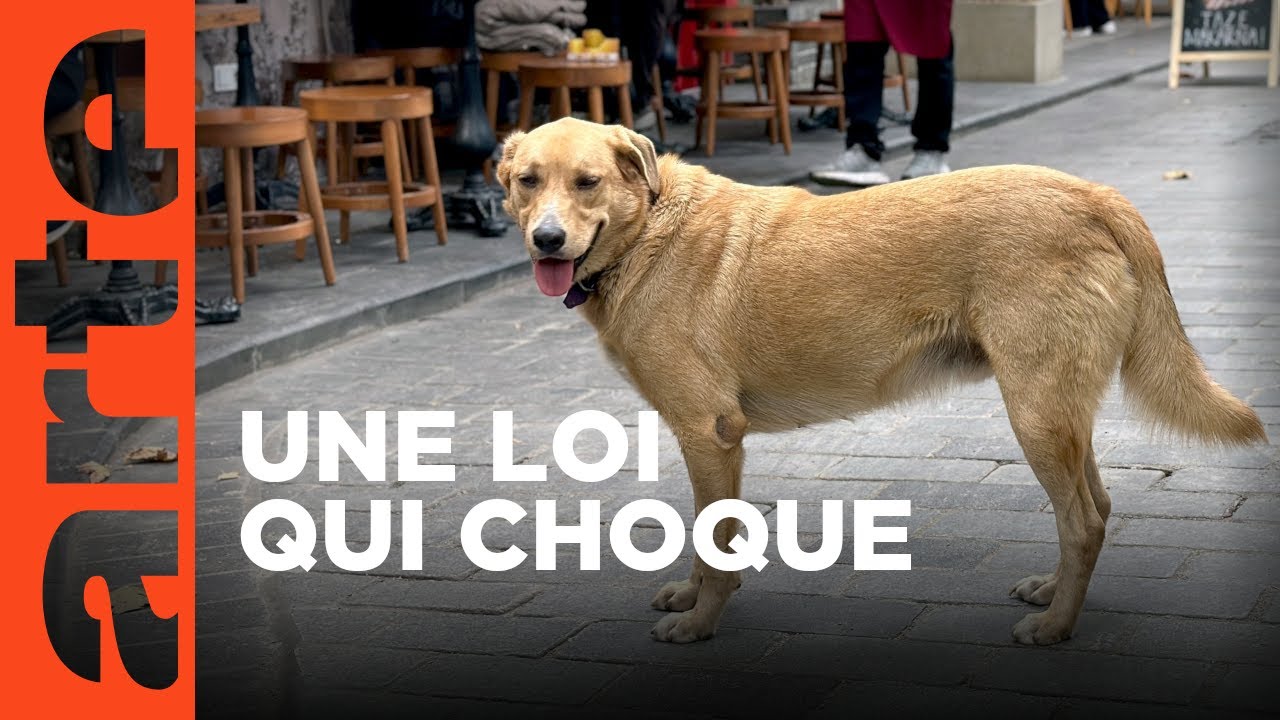 En Turquie, les chiens errants dans le viseur | ARTE Regards