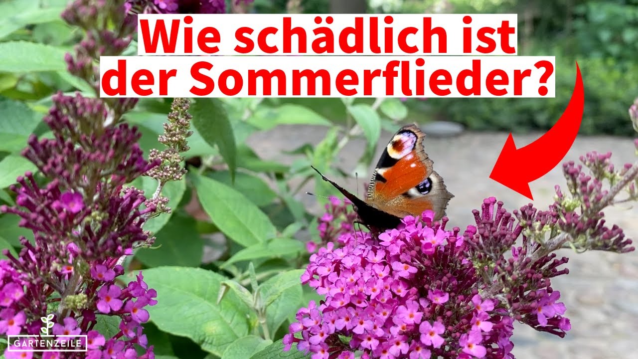 Wie schädlich ist der Sommerflieder für die Umwelt