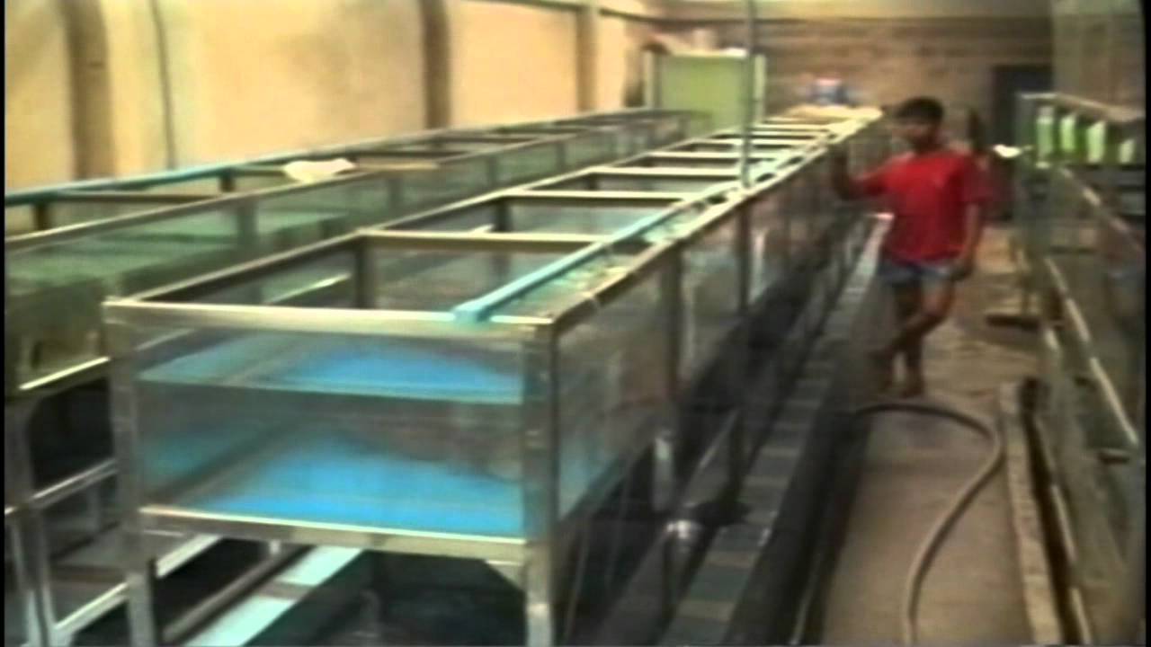Discus Farms in Asia Part 4 - Ozfishforsale.com.au reference series