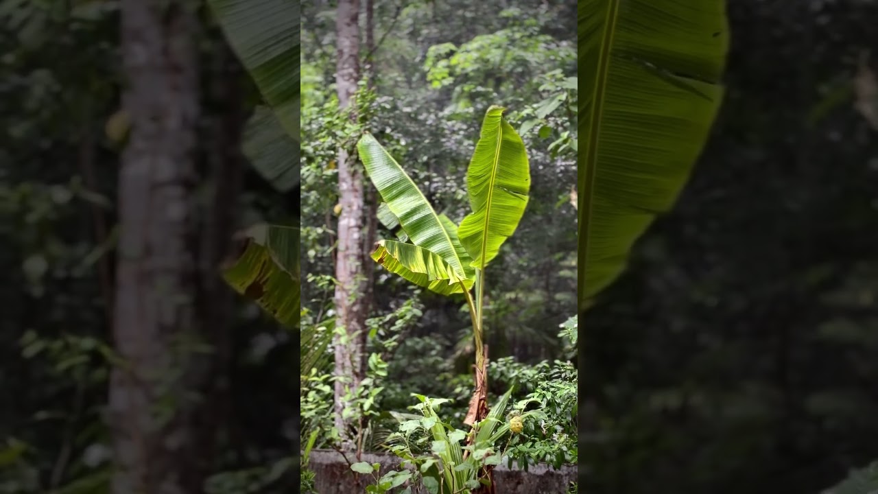 Summer rain in Kerala #summer #rain #kerala