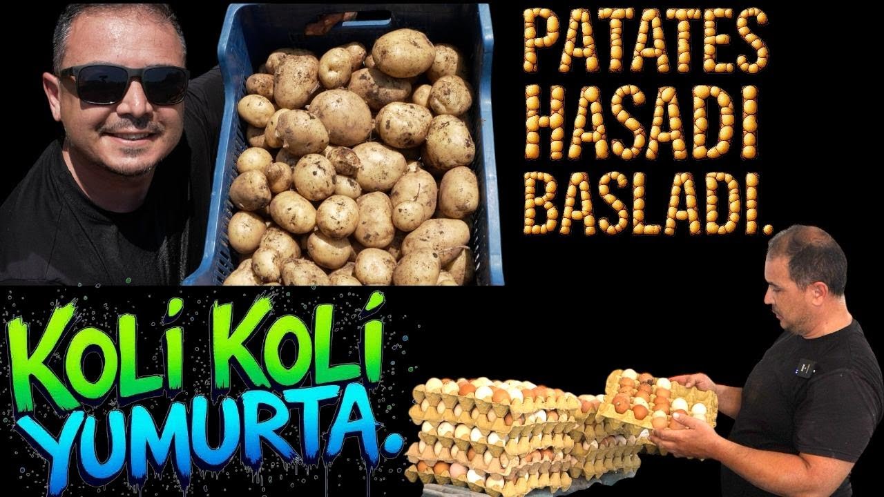 PATATES HASADI BAŞLADI./ KOLİ KOLİ YUMURTA TOPLADIM..