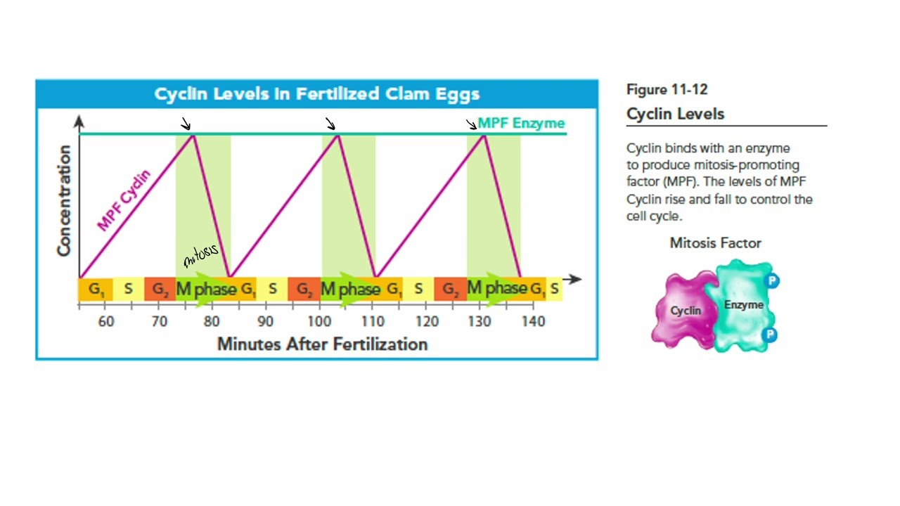 Regulating the Cell Cycle