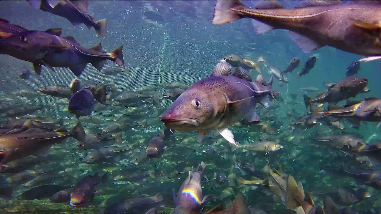 Levendelagring