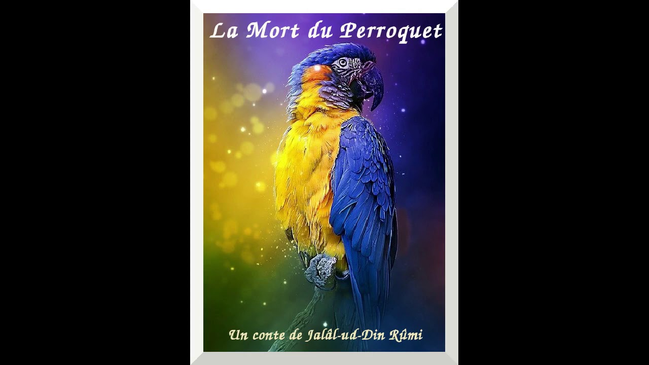 [Conte] La mort du Perroquet de Rûmi