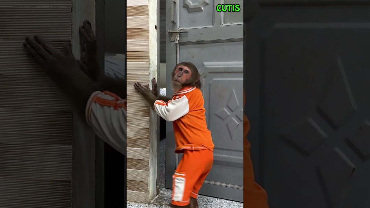Oh No! CUTIS Missed an Important Call from Dad CUBIS #cutis #monkey #funny #cute #animals #funny