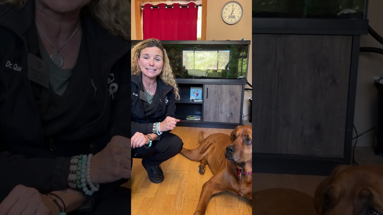 The1DrQ is live showing you how to brush and scrape your pets teeth