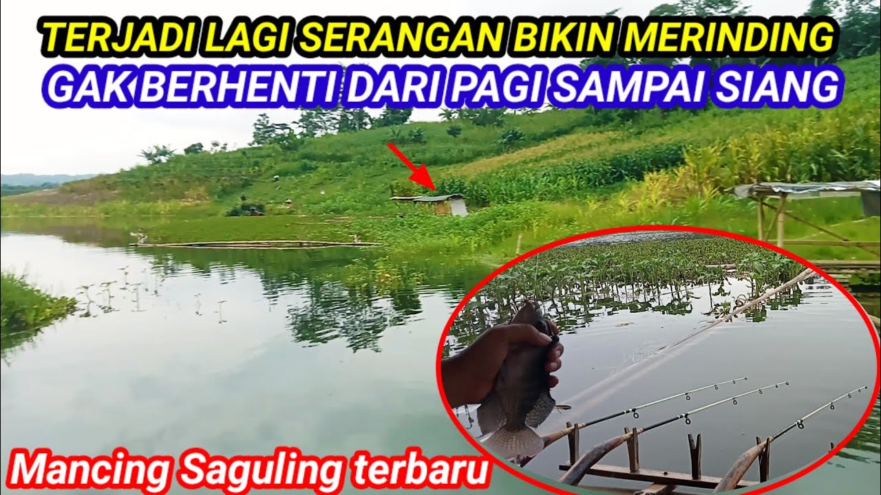 TERJADI LAGI DATANGNYA SERANGAN BIKIN MERINDING  || MANCING SAGULING TERBARU 2024