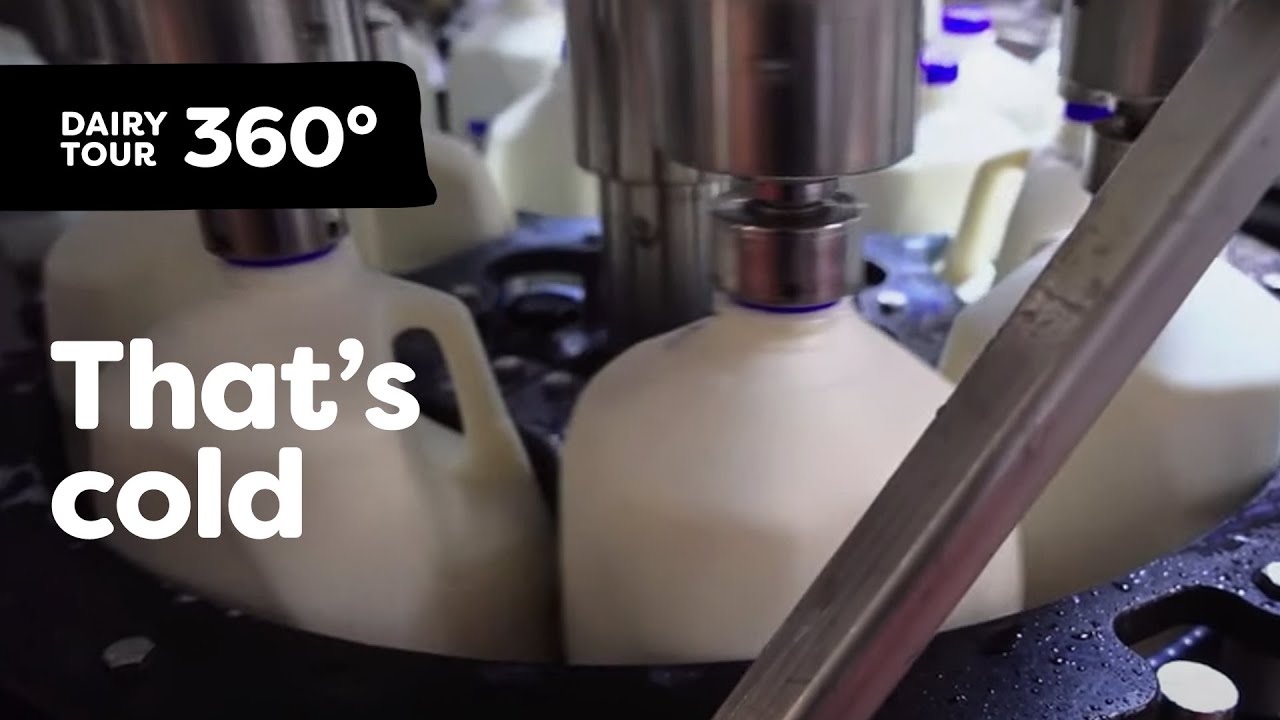 Follow Milk From Farm to Table | Dairy Tour 360 VR – Part 4