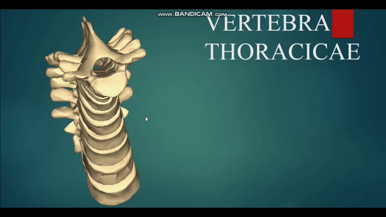3-DARS VERTEBRA THORACICA KO`KRAK UMURTQASI ГРУДНОЙ ПОЗВОНОК | ОСТЕОЛОГИЯ | АНАТОМИЯ ДЛЯ СТУДЕНТОВ