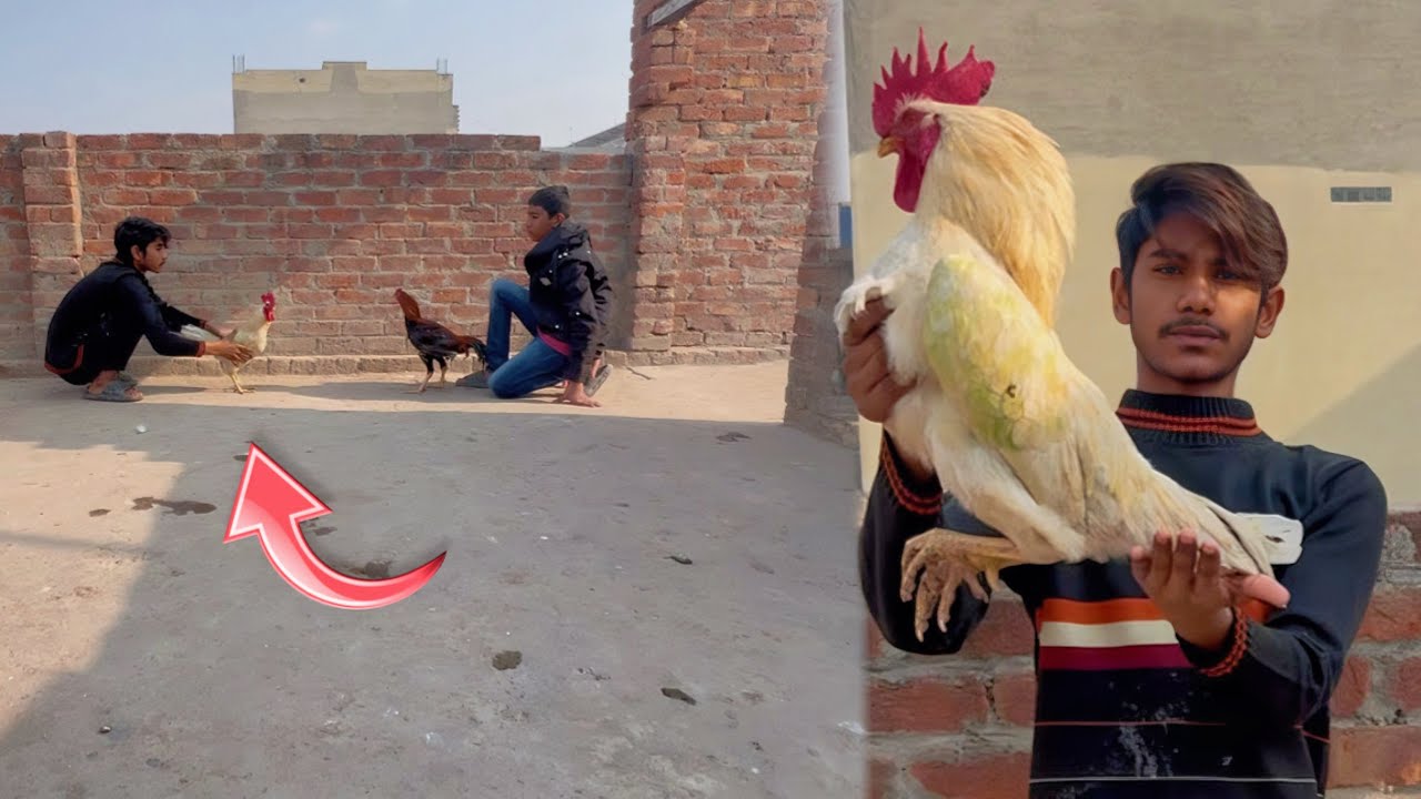 King Pagal Ho Gaya😱