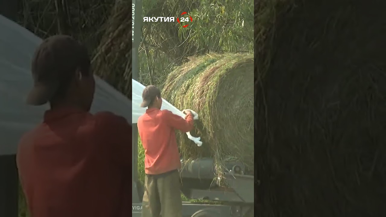 Сенокос Якутии в самом разгаре #якутия #сенокос