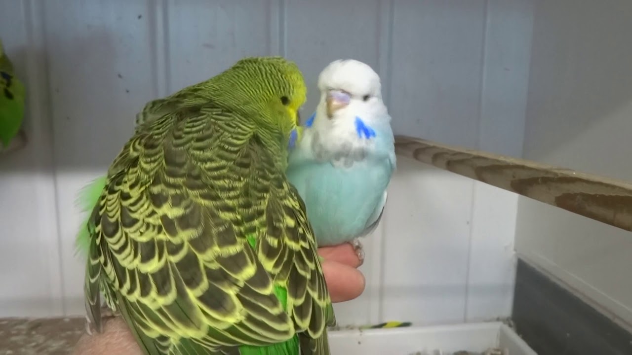 Chaseys Budgies - The Shed 2019