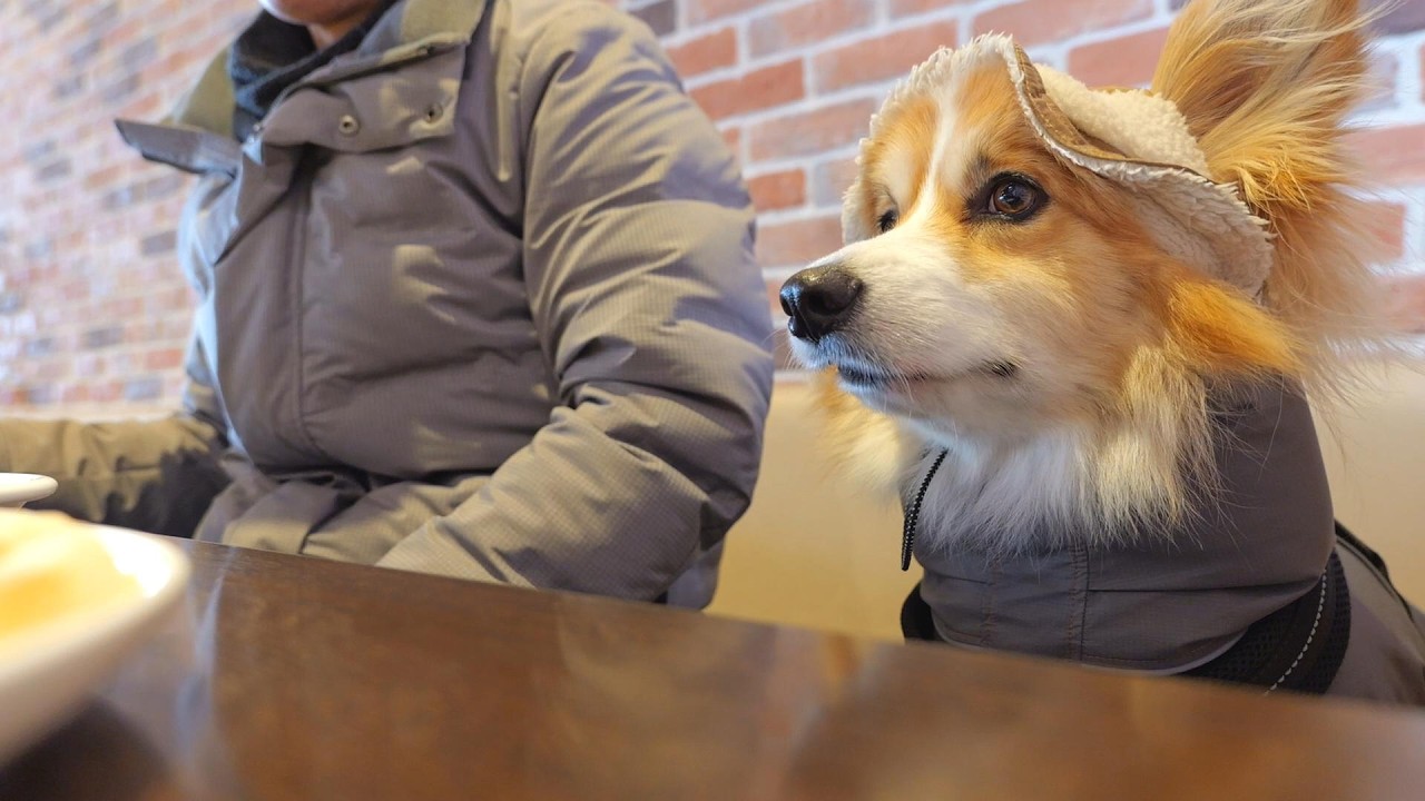 一日中『ドカ雪』なので話題の「犬カフェ」に連れて行った結果…