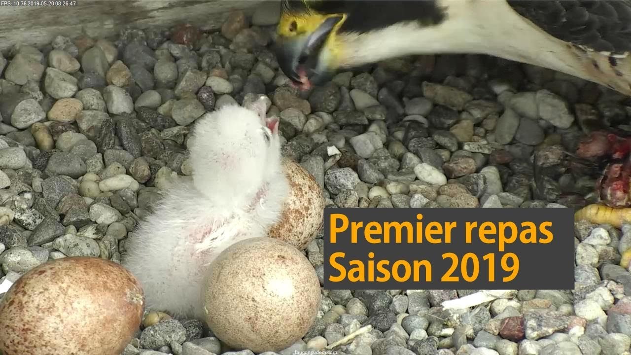 Premier repas 2019
