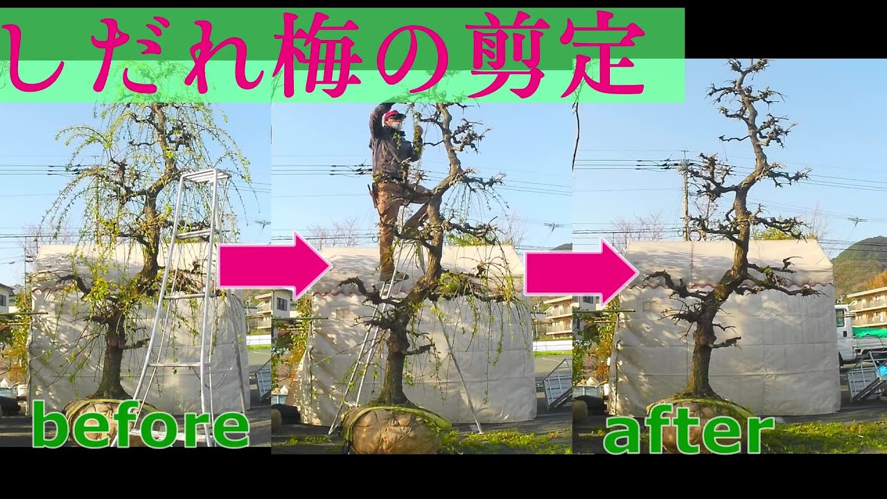 【植木屋】しだれ梅の剪定　ハサミ　ちょきちょき動画　gardener　作業動画