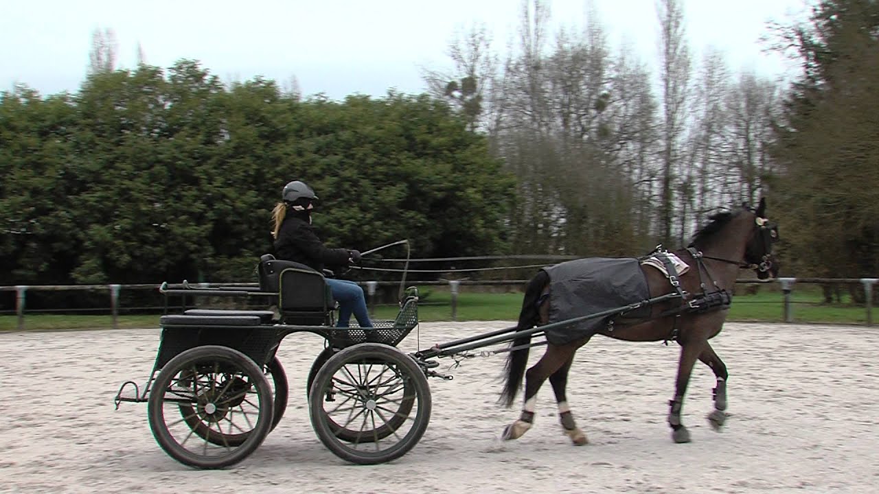 Vacances : apprenez la conduite d'attelage aux haras des Bréviaires