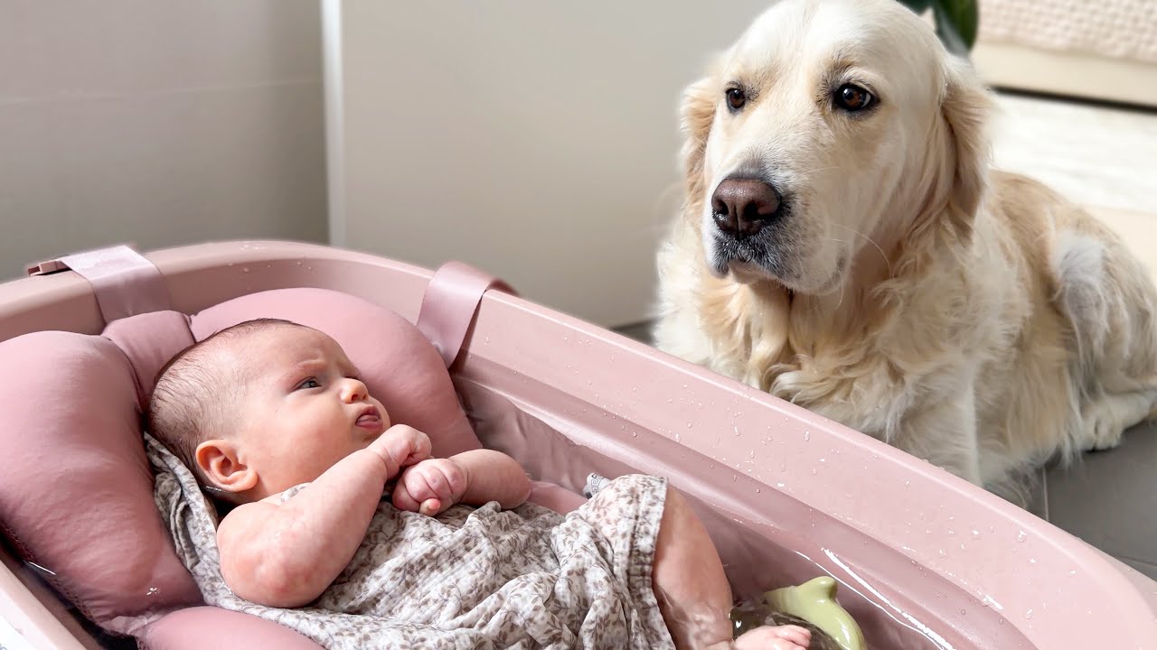 Golden Retriever Confused by Newborn Baby Bath