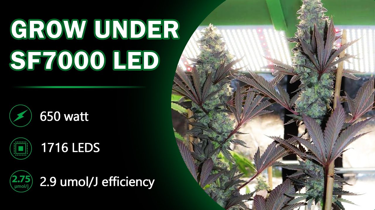 [Grow Journal#17]Indoor Grow Under SF7000 LED Grow Light