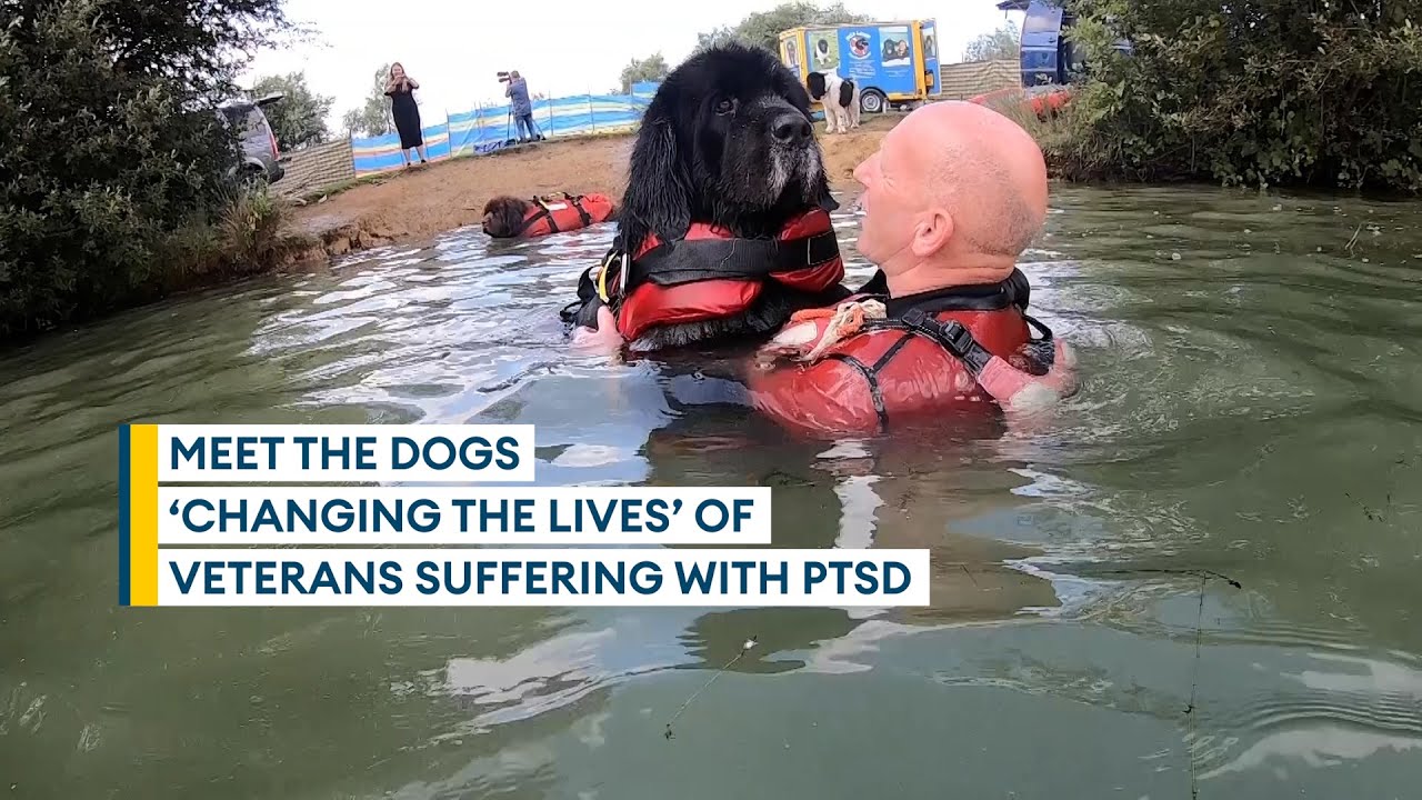 Newfoundland dogs ‘saved the life’ of veteran suffering from PTSD