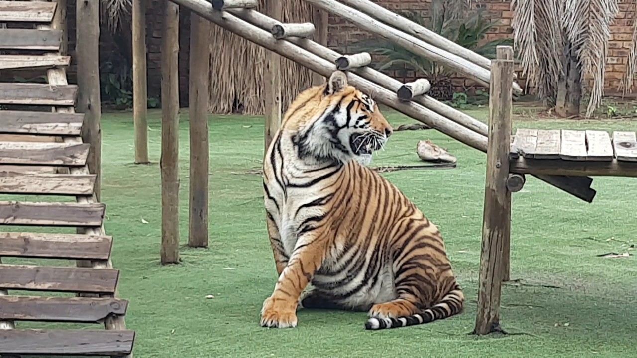 What effect does water have on tigers?!