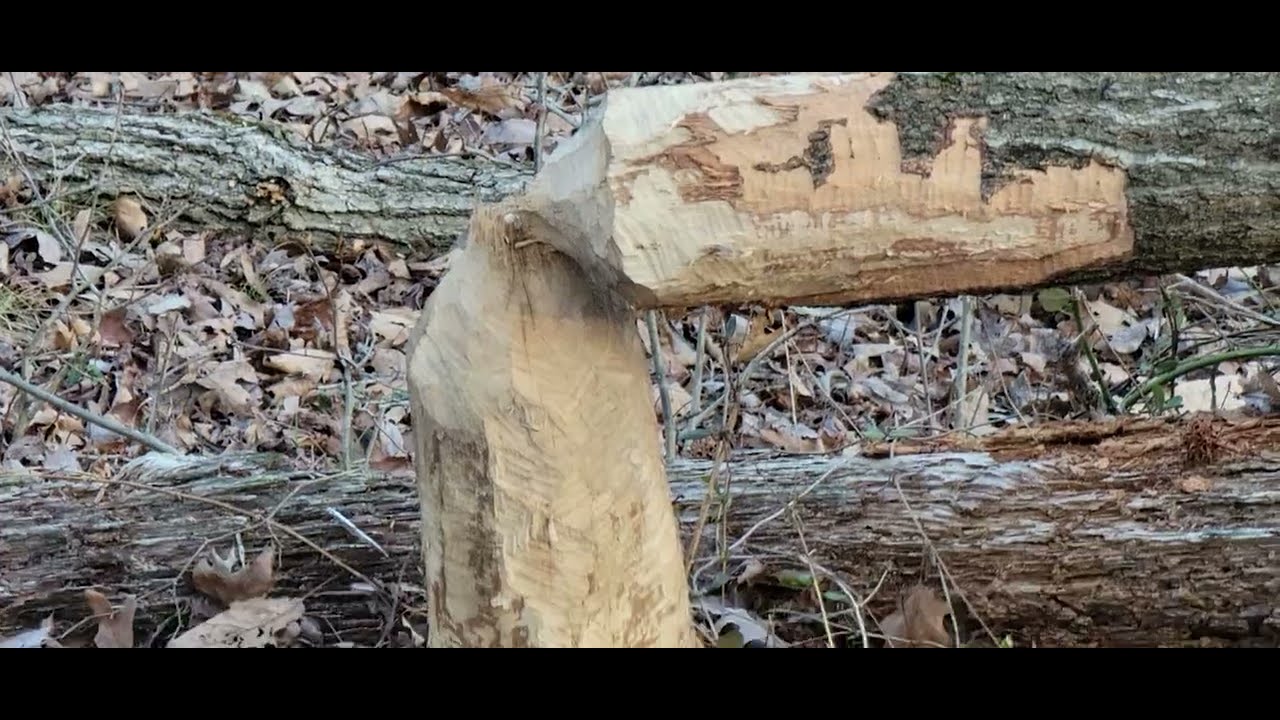 Evidence Of Beavers At Huntley Meadows In Alexandria, Virginia!