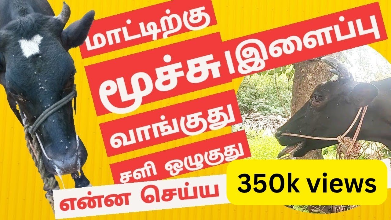 மாடுகளுக்கு மூச்சு/இளைப்பு/செருமல் வாங்குது??? சளி ஒழுகுது!!! என்ன செய்ய வேண்டும்???| #Dr.JTK
