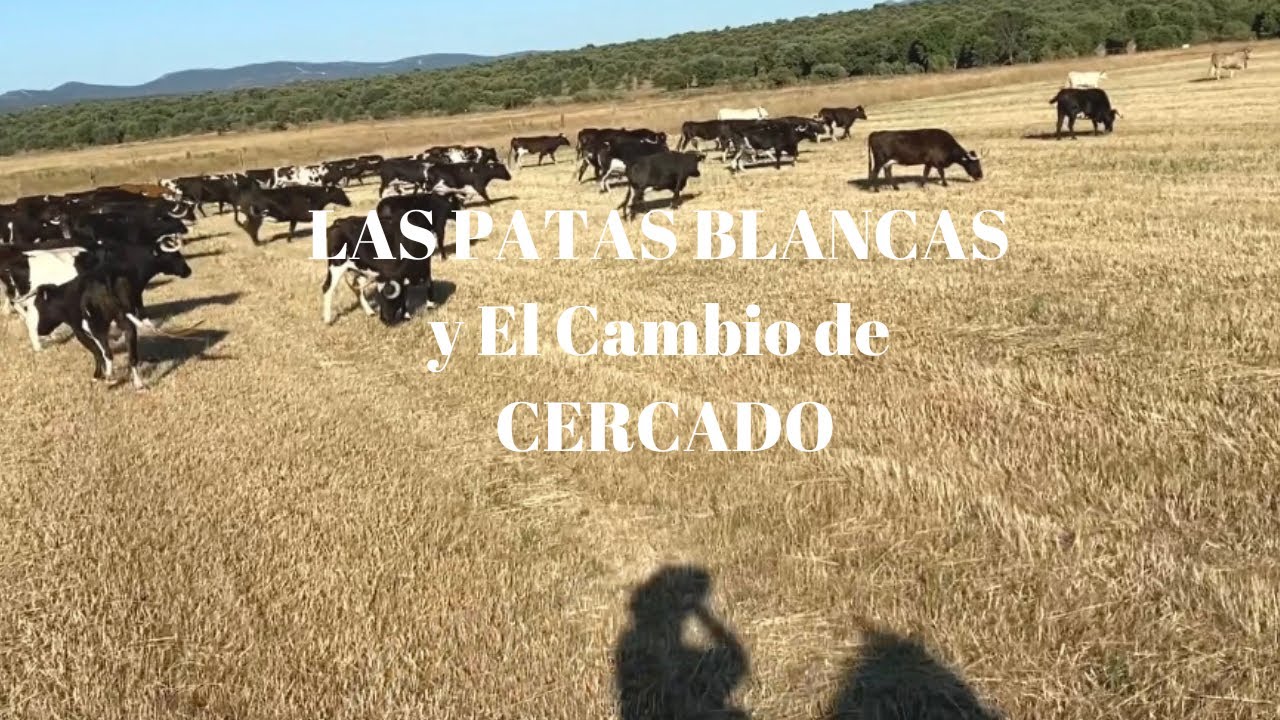 VICTORINO mueve LAS PATAS BLANCAS