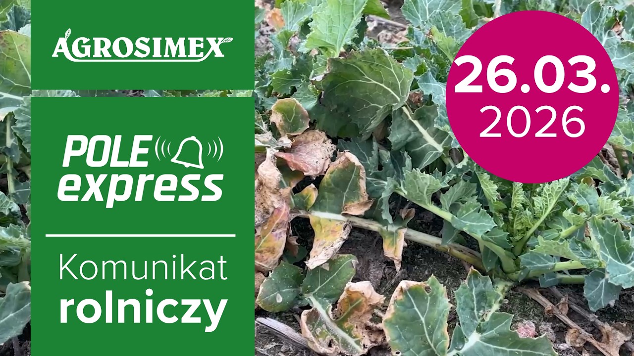 🌱 T1 w rzepaku &ndash; kluczowy zabieg | Komunikat Rolniczy