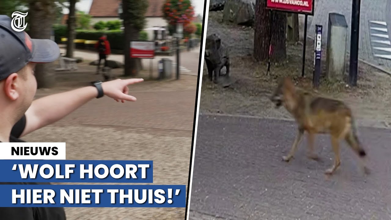 Beelden: wolf bezoekt drukbezochte ijssalon: 'Het was eng'