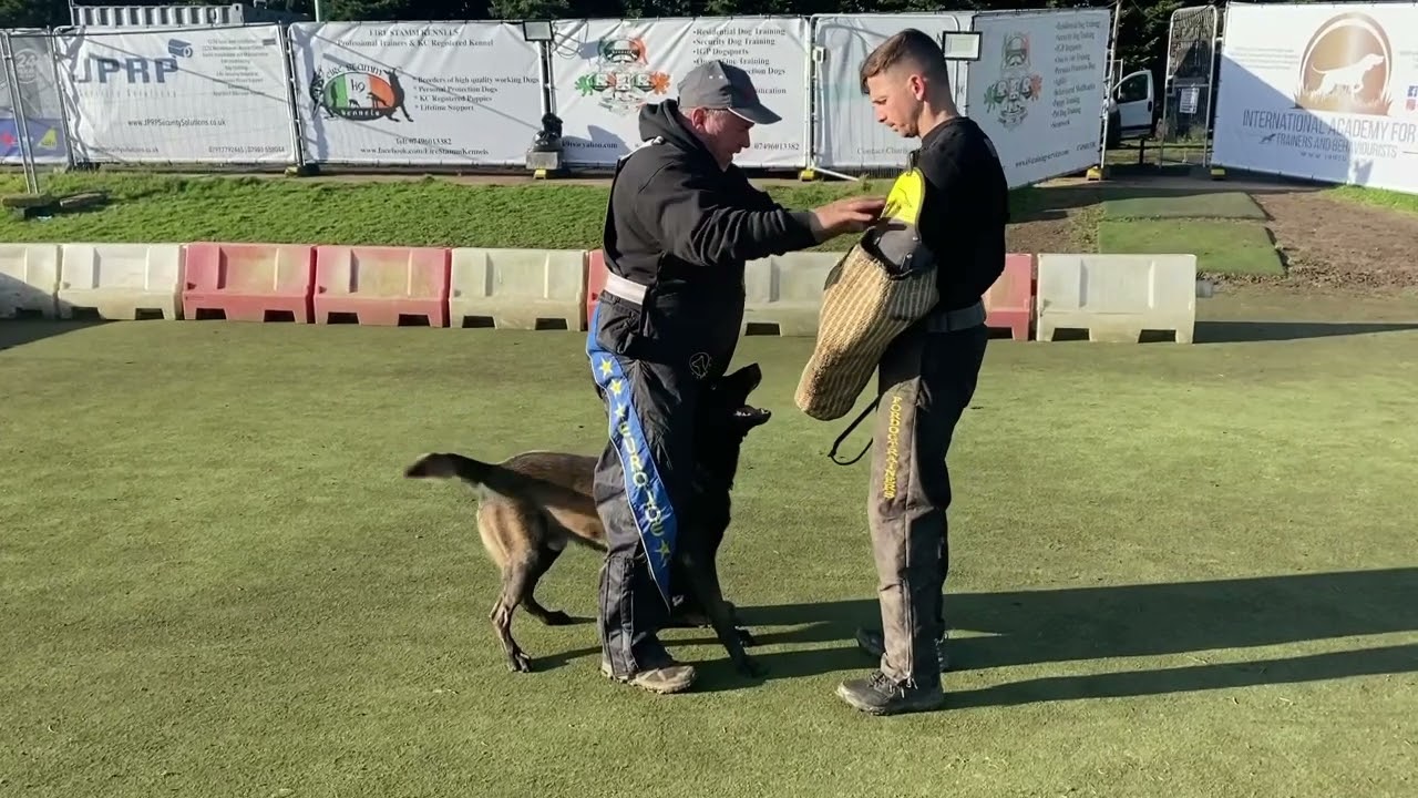Dog Training Club in Kent, United Kingdom (IGP Dogsport-Personal Protection-Agility-Scentwork)
