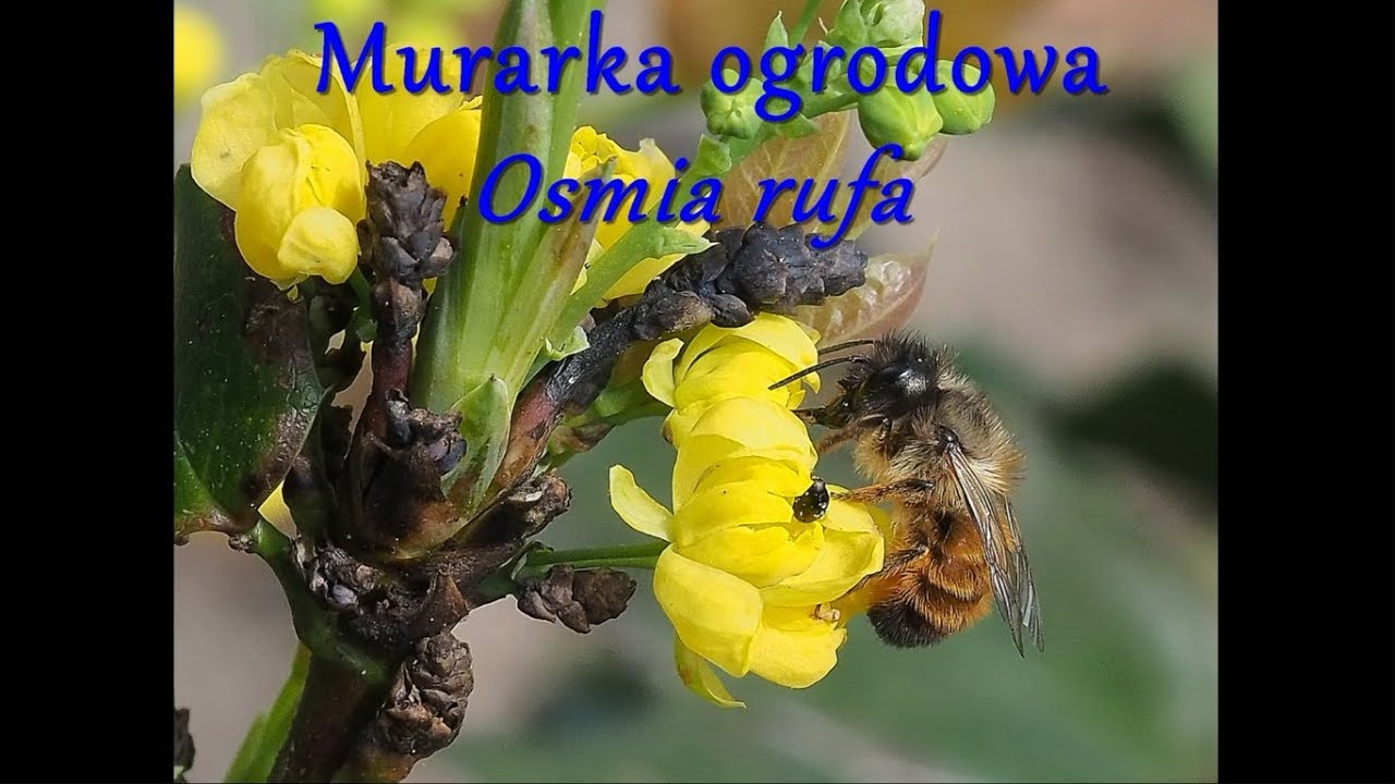 Murarka ogrodowa - pszczoła samotnica
