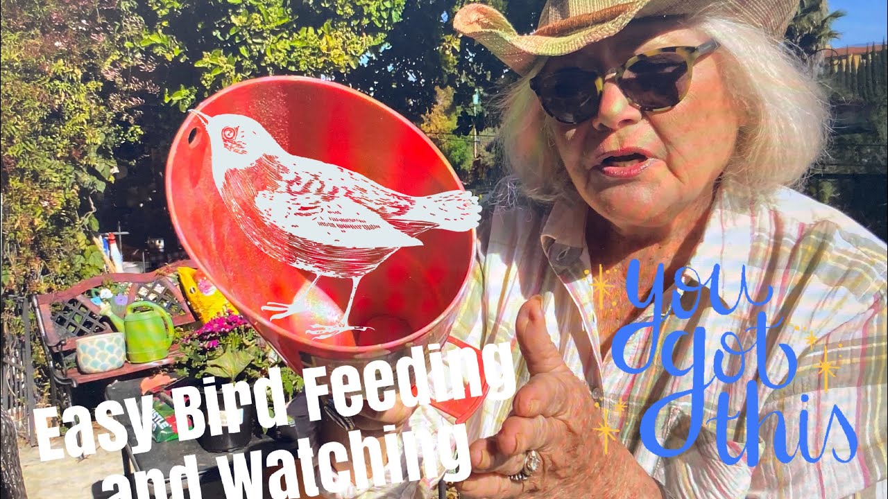 Beginners&rsquo; Guide to Bird Feeding and Watching