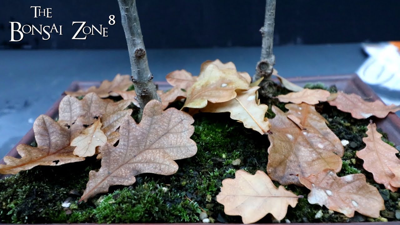 Pyrenean and Holm Oaks, The Bonsai Zone, Dec 2021