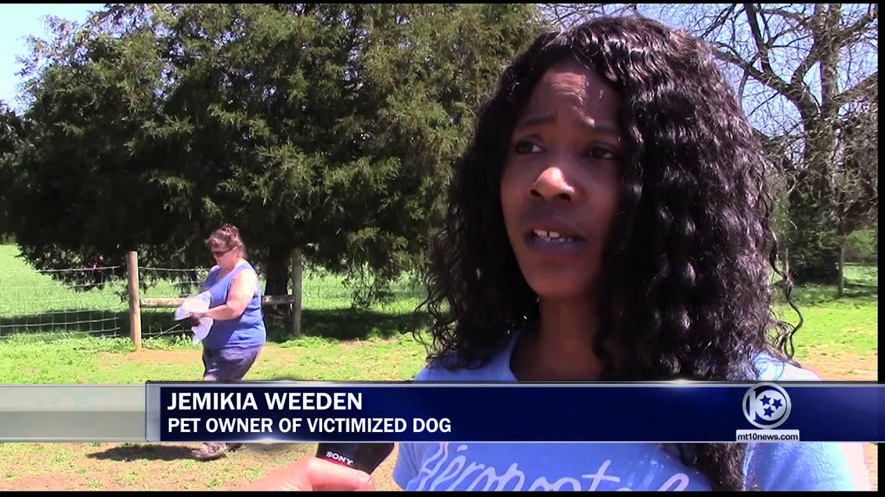 Flea Prevention Medicine Harms Dogs, Trifexis