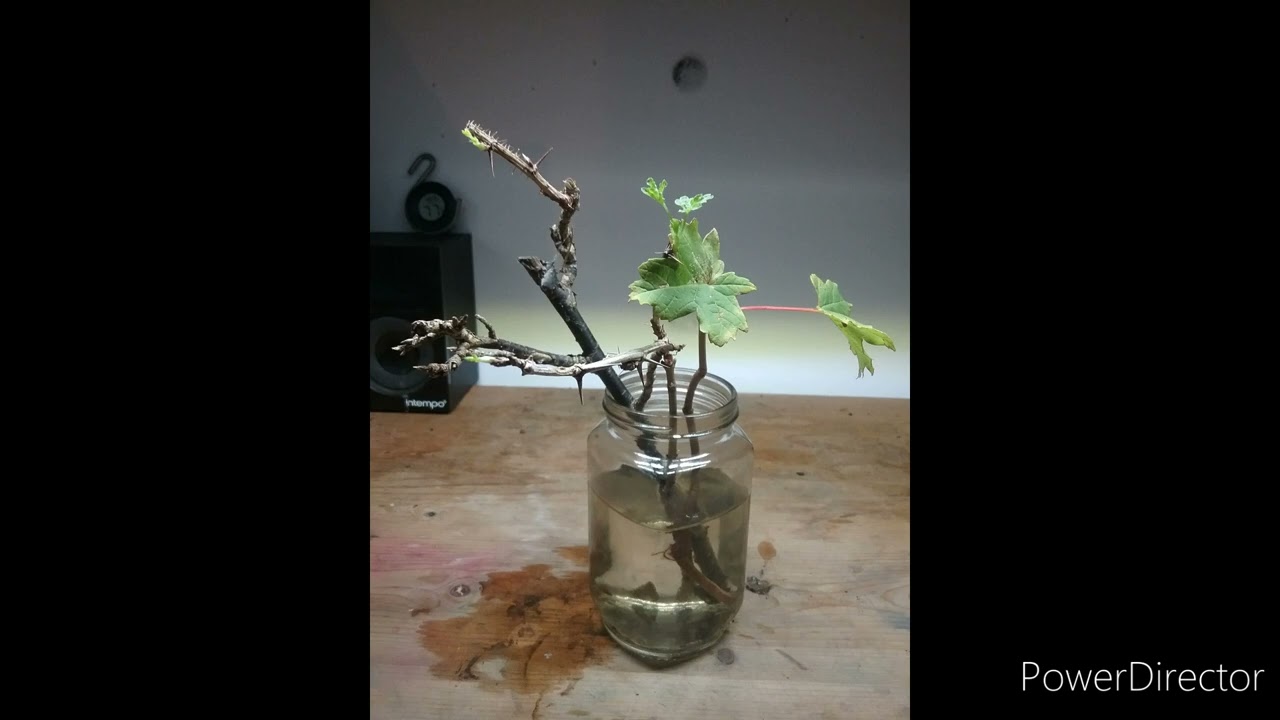 intro into my new hobby, inspired by @BonsaiCornwall #new #hobbies #september2022 #introduction