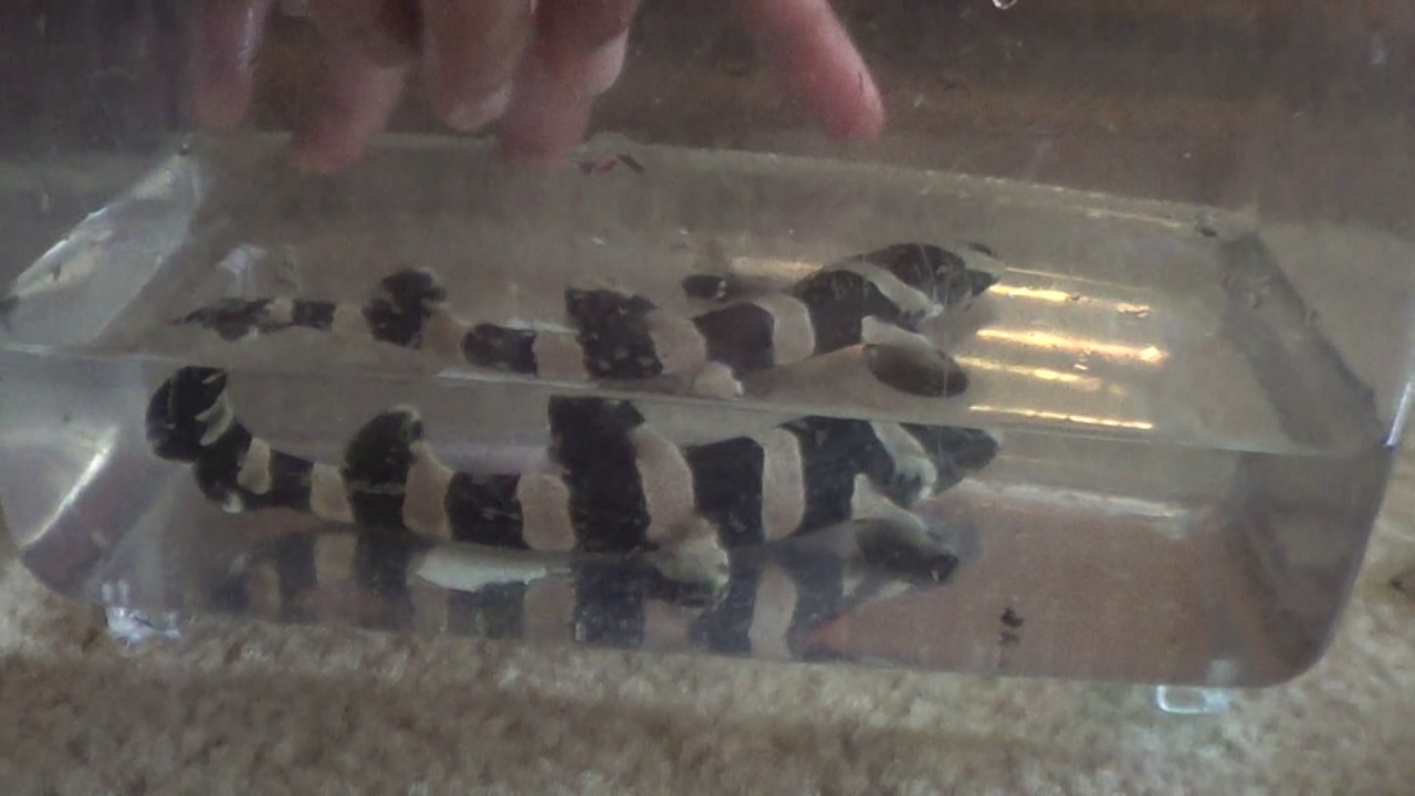 Hatching a Bamboo Shark