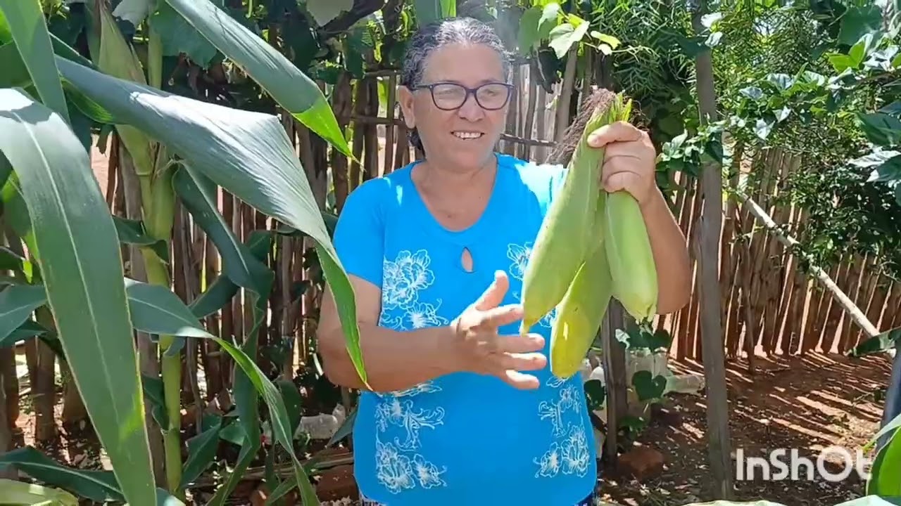 Hoje colhemos espigas de milho 🌽 no nosso quintal 