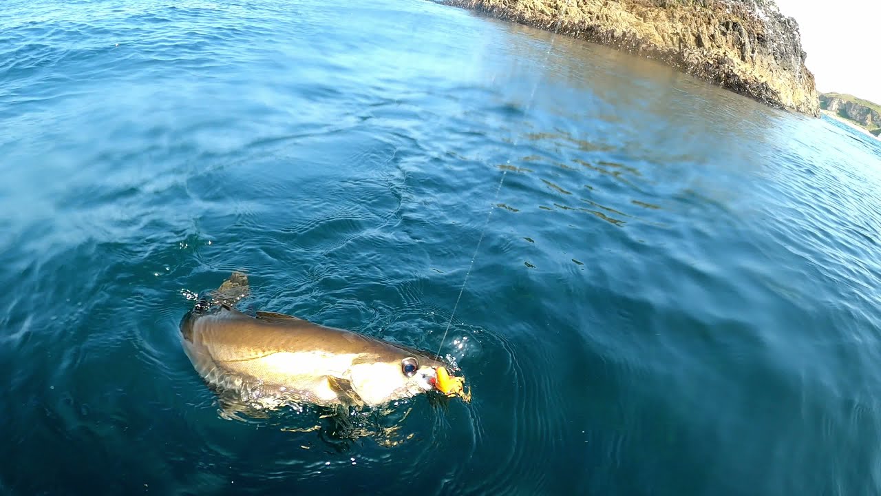 Pollock taking the lure underwater view