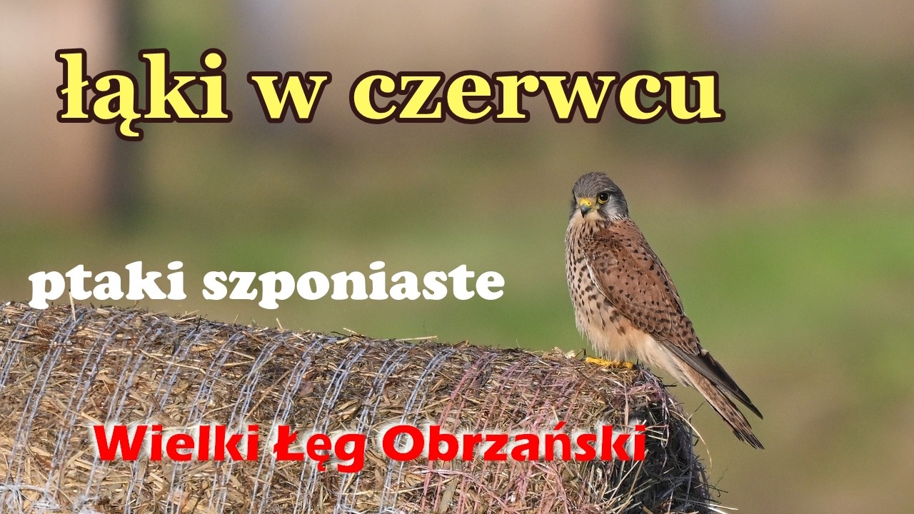 Na czerwcowych upalnych łąkach - ptaki szponiaste na Wielkim Łęgu Obrzańskim