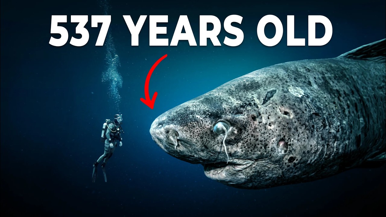 Every Deep Sea Creature That Cannot Die