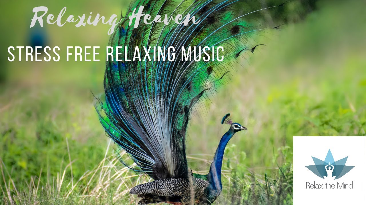 Beautiful Relaxing music For stress Relief | Positive energy Transmission | Calming music | Relax