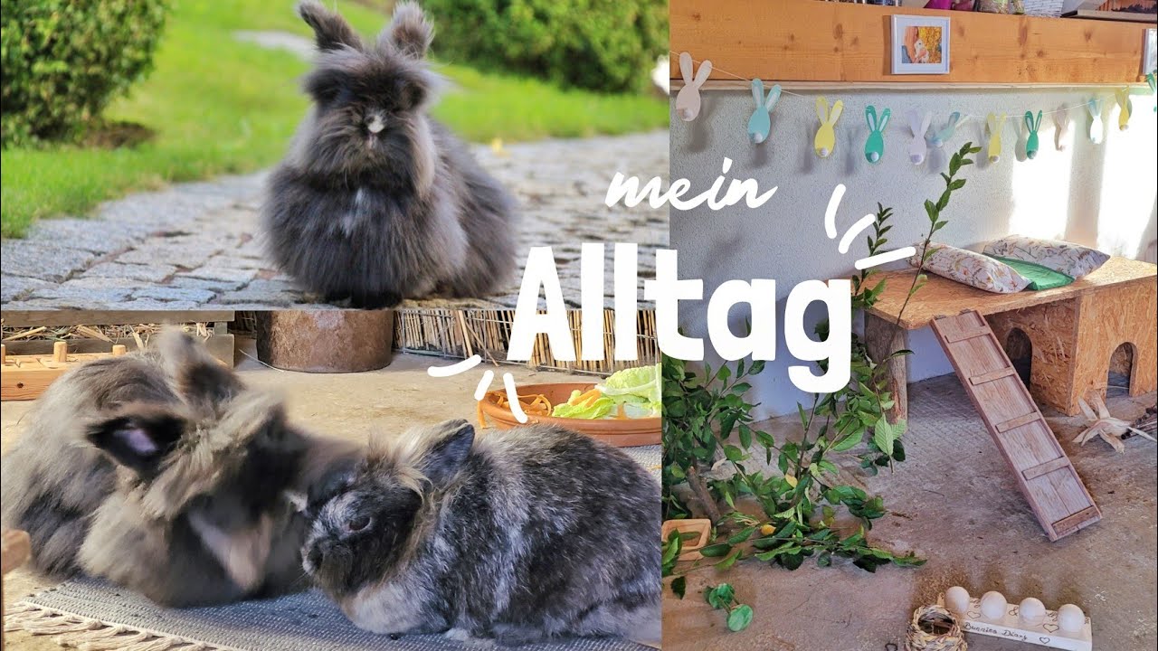 ein Tag mit Kaninchen: Fressnapf Haul, frei laufen lassen, ausmisten...