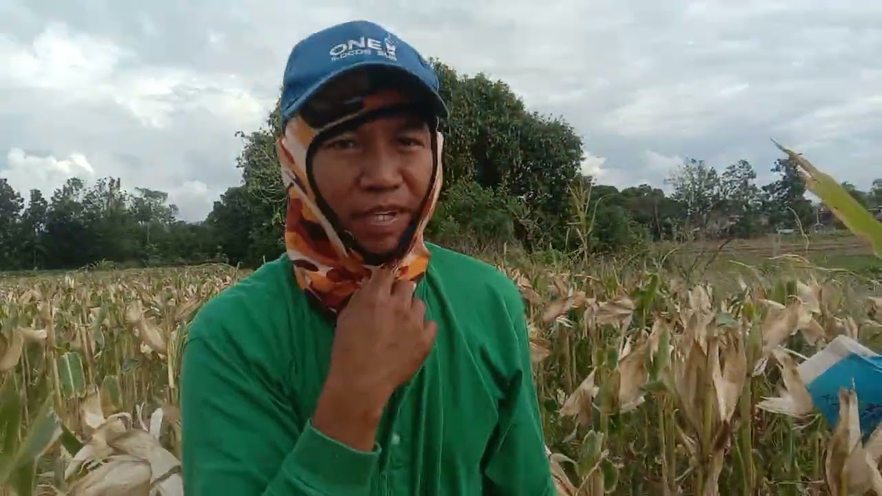 Pag aani Ng mais DEKALB 8282S, mabigat at siksik basta tamang alaga,ABONO at PATUBIG samahan Ng PRAY