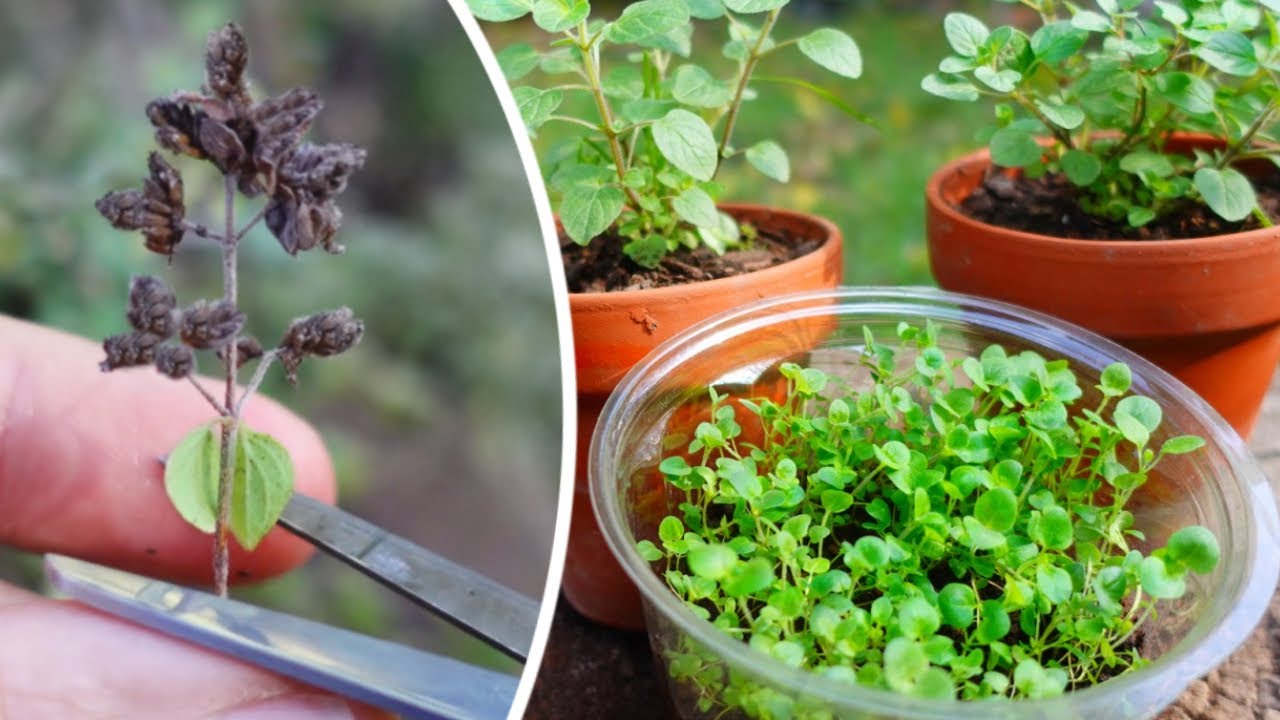 Если увидите, НЕ выбрасывайте - больше растений!!! Посев душицы 🌿