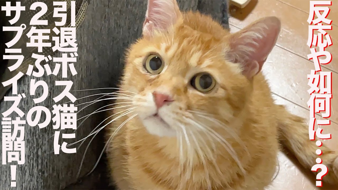 引退ボス猫が世話人のサプライズ訪問を受けた結果… Making a surprise visit to my ex-boss cat