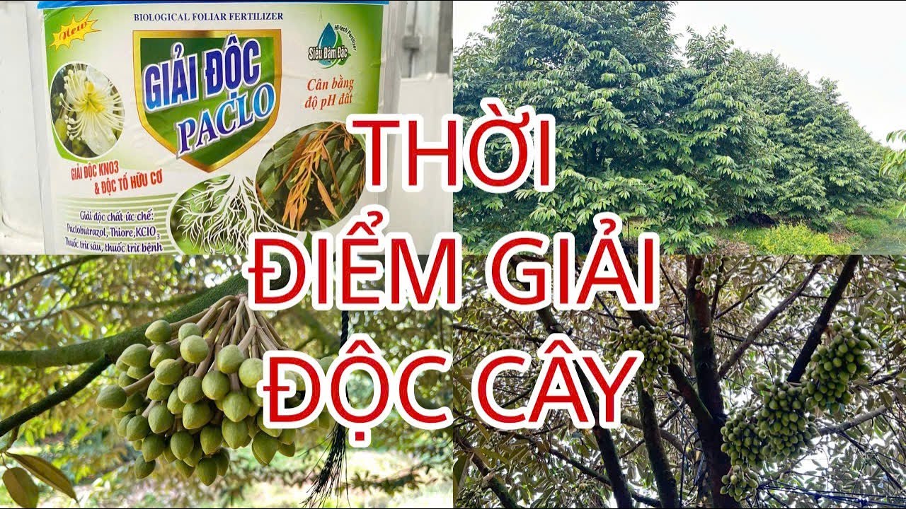 Sau khi ra hoa. Khách chú ý điều này.  Nó làm dàn lá cây và hoa tốt hơn?