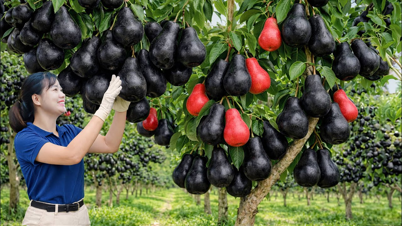 Harvesting Forest Road Pear | Rare Dark Pears From A Hidden Mountain Orchard | Sold Out in Minutes