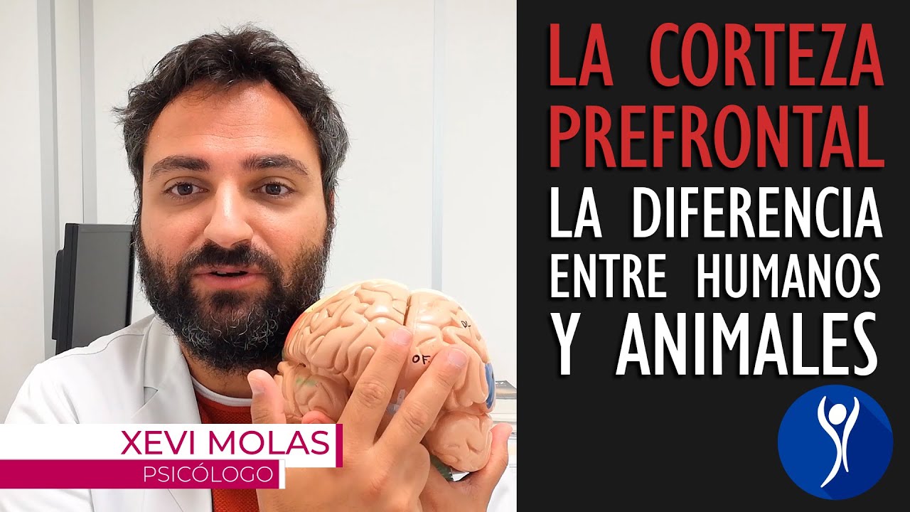 La corteza prefrontal cerebral, el área del cerebro que nos hace humanos